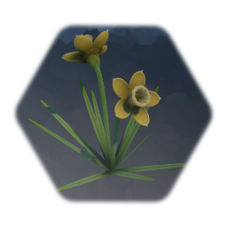 Daffodil