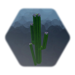 Cactus 1