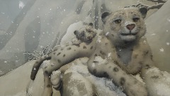 Snow leopard