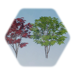 Japanese Maples
