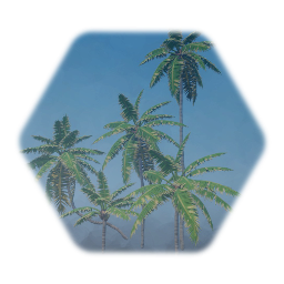 Coconut Palm