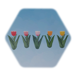 Tulip Flowers