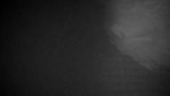 The scary forest thats so scary