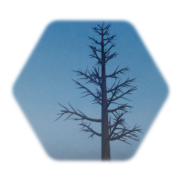 Dead Pine Tree