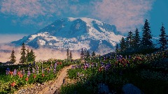 Paradise Meadows Mt Rainier