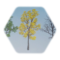 Espresso Kentucky Coffee Tree