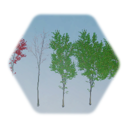 Florida Red Maple Tree