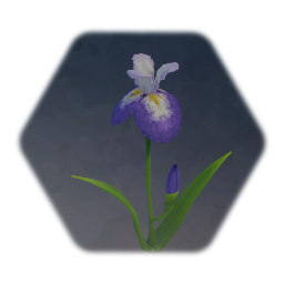 Iris