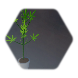 Pot plant