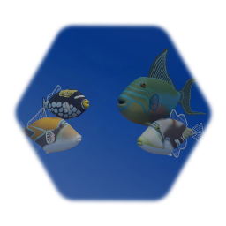 Trigger Fish Collection