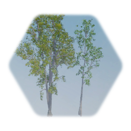 More Realistic Eastern Cottonwood Tree