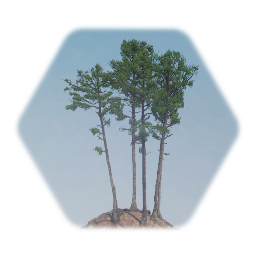 Loblolly Pine Tree Cluster