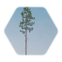 American Red Pine Tree