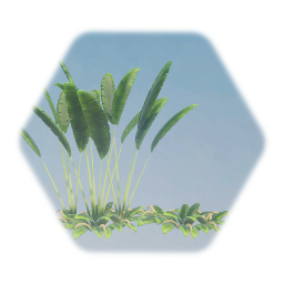Tropical Plant 1