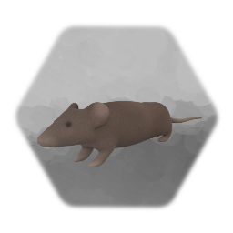 Rat