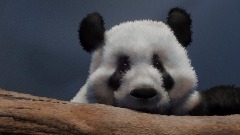 Un Panda
