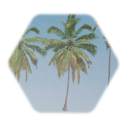 Coconut Palm Tree Realistic