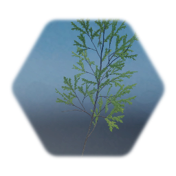 sapling tall 002