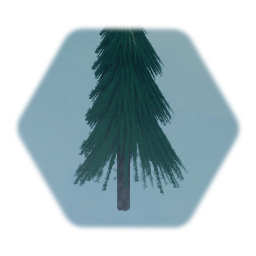 Spruce tree