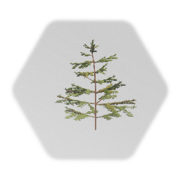 Small spruce tree