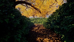 Walking trough the Park.