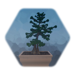 Sequoia Bonsai Tree