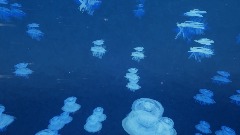 Ocean Of Jellyfish- An Audio-Visual Experience