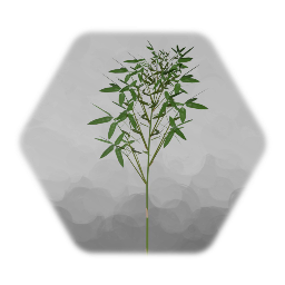 笹の葉　Bamboo Leaves