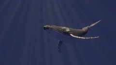 Humpback Whale