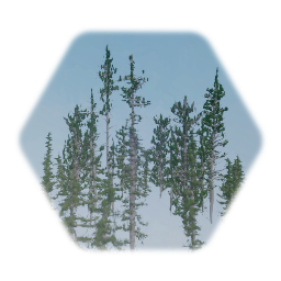 Low Poly Conifer Cluster