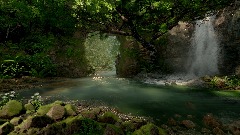 Deep Forest Stream