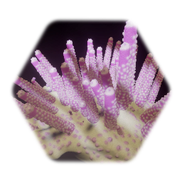 Coral Acropora gemmifera