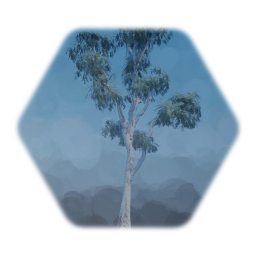 Australian Ghost Gum