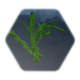 Fern Plant