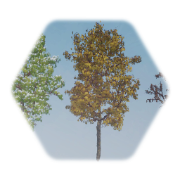Northern Catalpa Tree