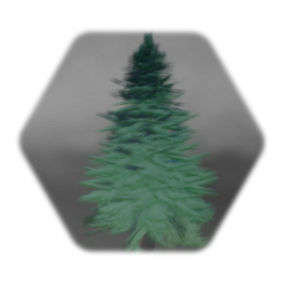 Fir Tree Frosted