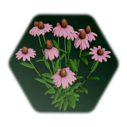 Echinacea