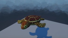 Sea turtle　ウミガメ