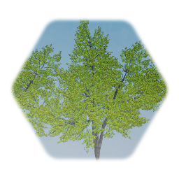 Red Maple Trees Realistic