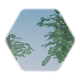 Swiss Cheese Monstera
