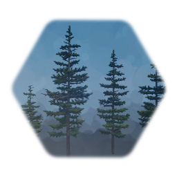 Group of Subalpine Firs