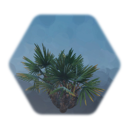Saw Palmetto Dwarf Tree