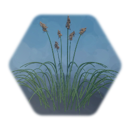 Sea Grass
