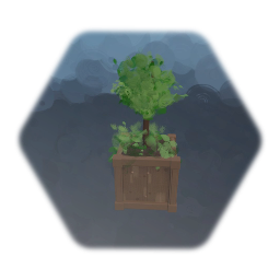 Box Plant