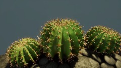 Barrel Cactus