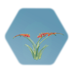 Crocosmia