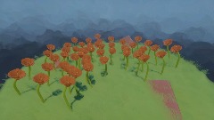 California poppies