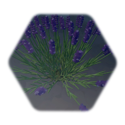 Hidcote Lavender