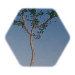 Madrona Tree
