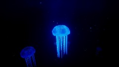 Deep sea jellyfish